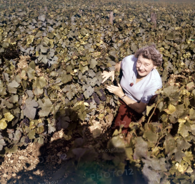 Vineyards at Clos de Vougeot, near Beaune, Côte d'Or, France, c1955. Creator: Arthur Charles Kirby Ware.