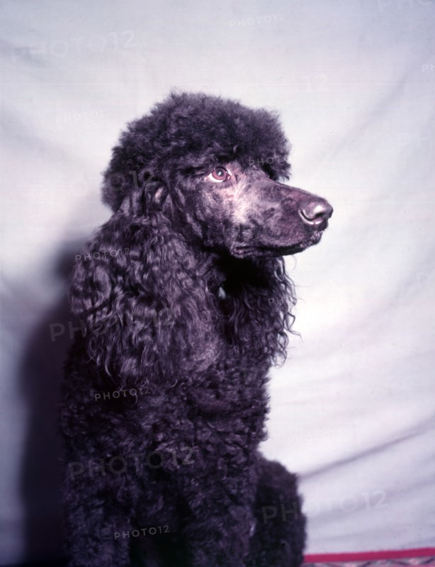 Poodle, c1955. Creator: Arthur Charles Kirby Ware.