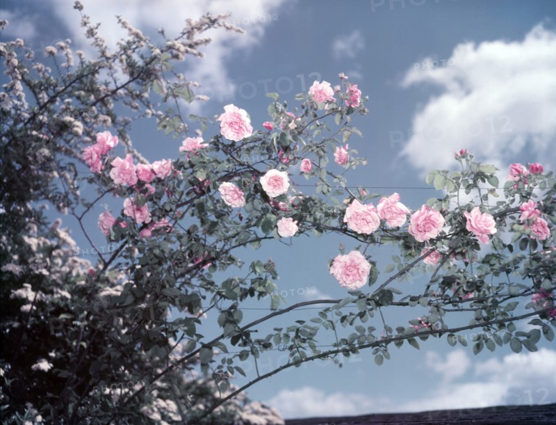 Climbing roses, c1955. Creator: Arthur Charles Kirby Ware.
