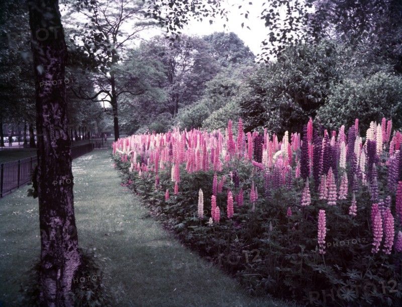 Lupins in St James's Park, London, c1955. Creator: Arthur Charles Kirby Ware.
