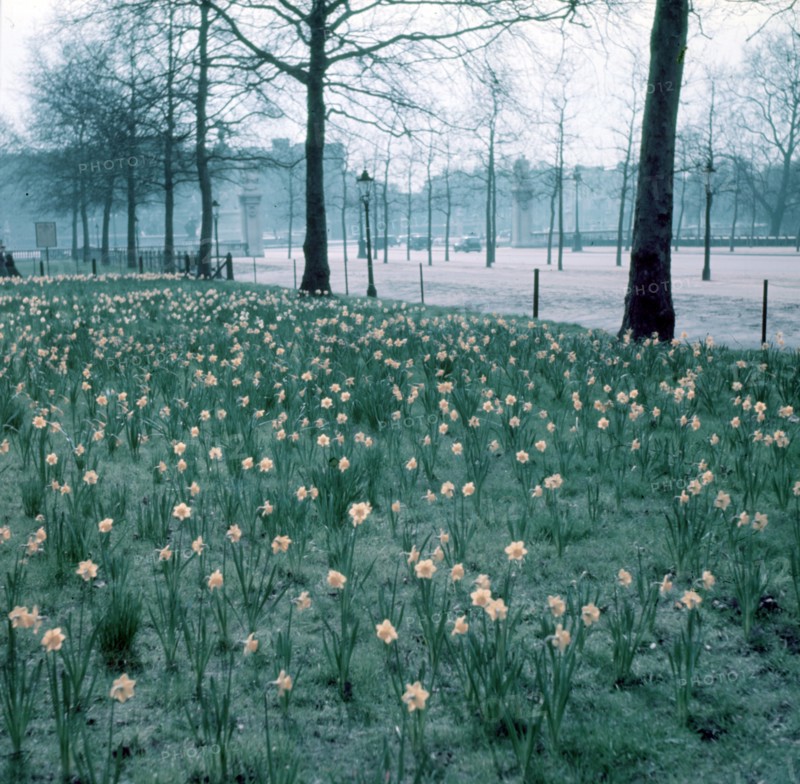 Daffodils on The Mall, London, c1955. Creator: Arthur Charles Kirby Ware.