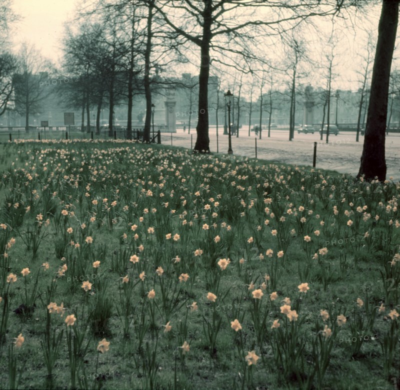 Daffodils on The Mall, London, c1955. Creator: Arthur Charles Kirby Ware.