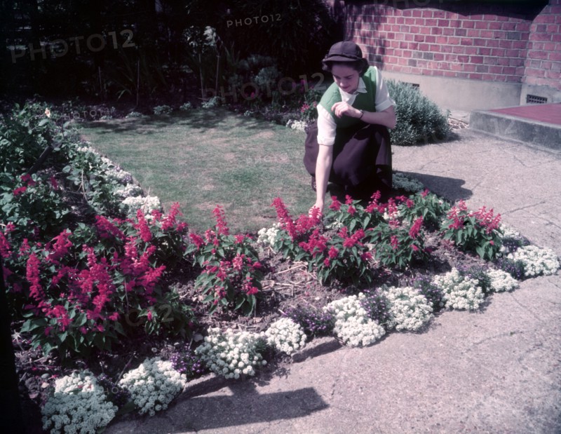 Herbaceous border, 1953. Creator: Arthur Charles Kirby Ware.