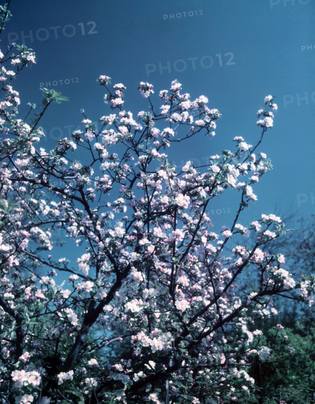 Apple blossom, c1955. Creator: Arthur Charles Kirby Ware.