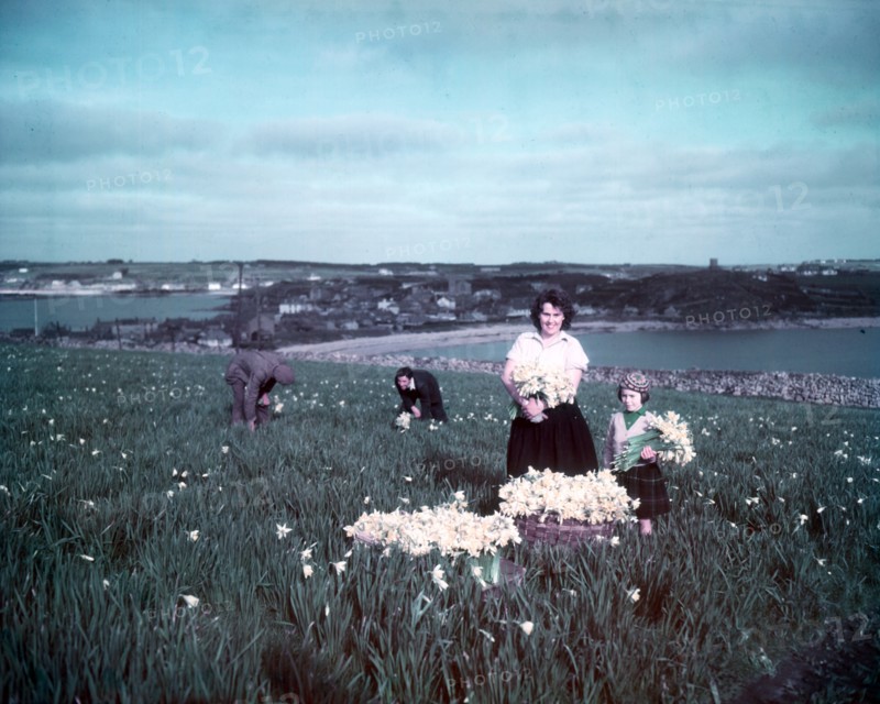 Daffodils, Scilly Isles, c1955. Creator: Arthur Charles Kirby Ware.