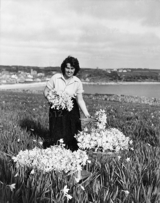 Picking daffodils, Hugh Town, Scilly Isles, c1955. Creator: Arthur Charles Kirby Ware.