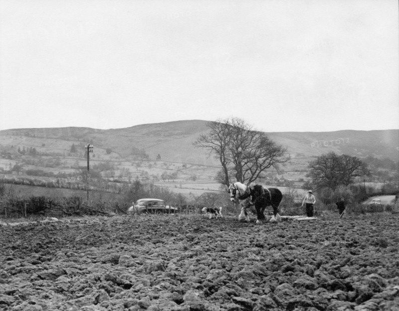 Ploughing near Pentre Felin, Wales, c1955. Creator: Arthur Charles Kirby Ware.