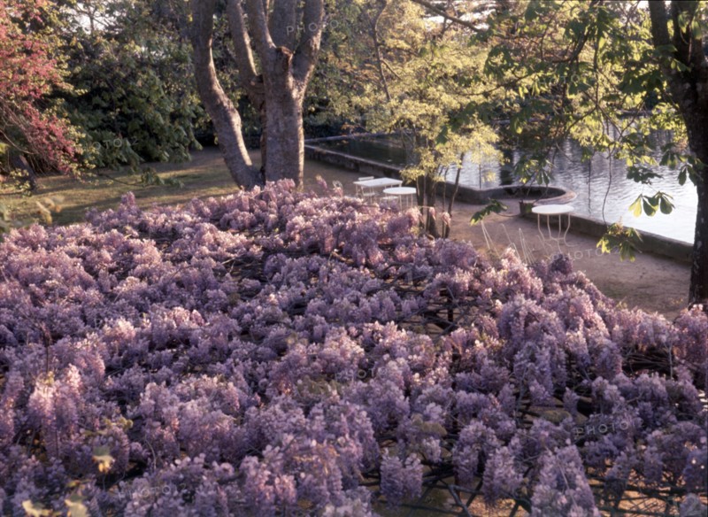 Wisteria, Portugal, c1955.   Creator: Arthur Charles Kirby Ware.