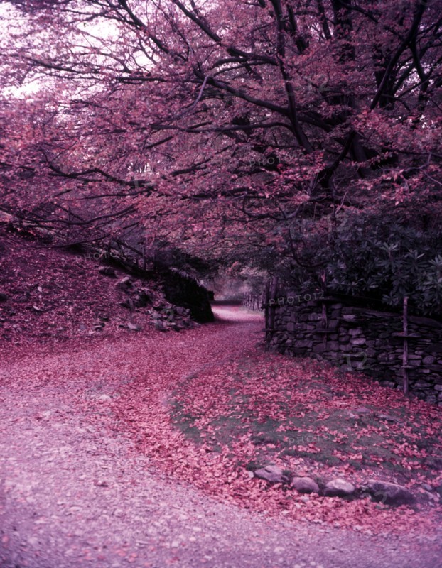 Beech trees near Red Bank, Lake District, c1955. Creator: Arthur Charles Kirby Ware.