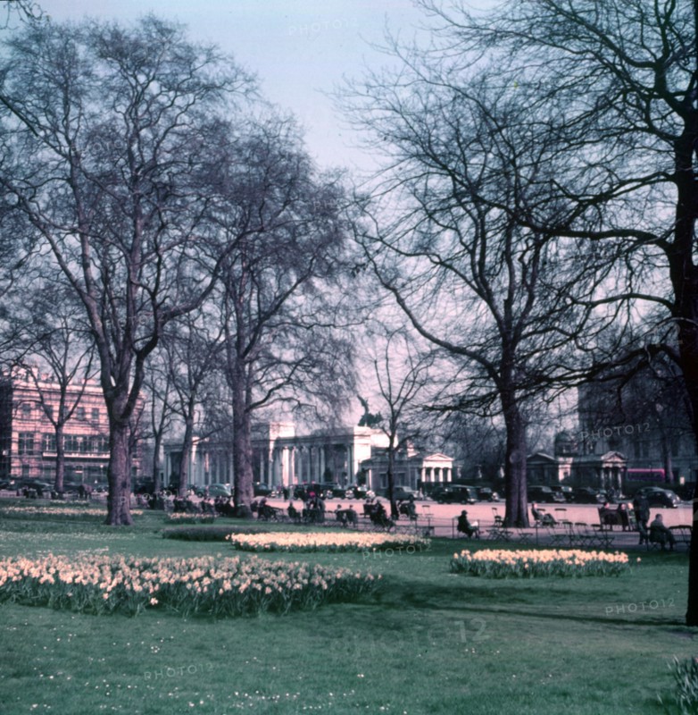 Daffodils at Hyde Park Corner, London, c1955. Creator: Arthur Charles Kirby Ware.