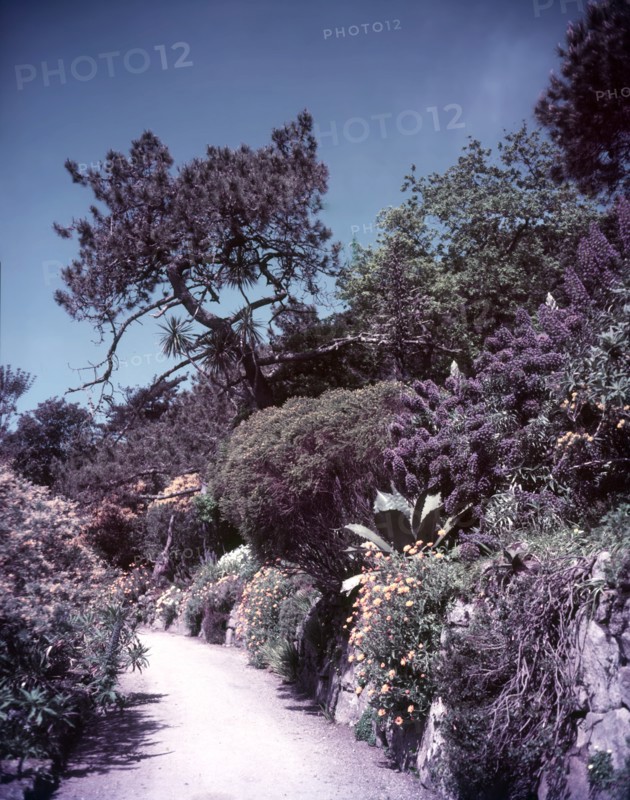 Abbey ruins in Tresco gardens, Scilly Isles, c1955. Creator: Arthur Charles Kirby Ware.