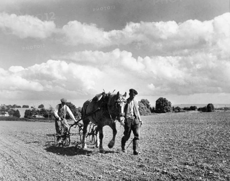 Harrowing, Somerset, c1955. Creator: Arthur Charles Kirby Ware.