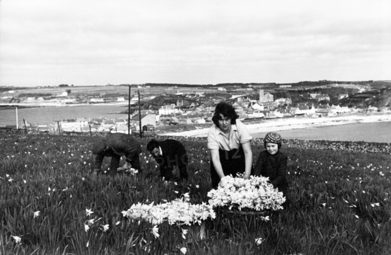 Picking daffodils, Hugh Town, Scilly Isles, c1955. Creator: Arthur Charles Kirby Ware.