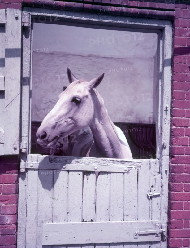 Horse, c1955. Creator: Arthur Charles Kirby Ware.