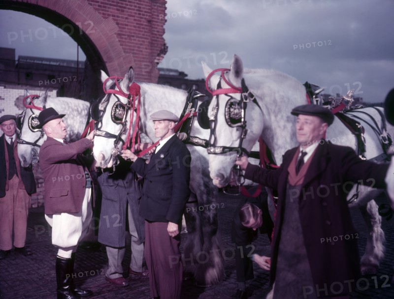Whitbread dray horses being prepared for Lord Mayor's Show, c1955. Creator: Arthur Charles Kirby Ware.