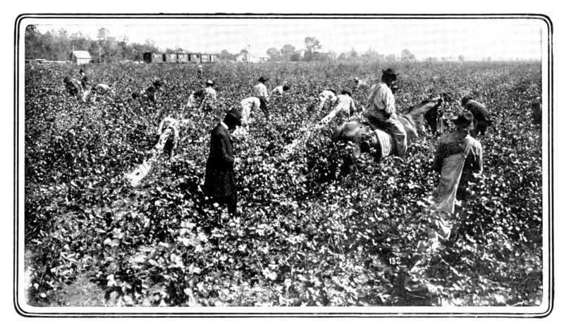 Gathering the raw material in the cotton-fields, 1909.  Creator: Unknown.