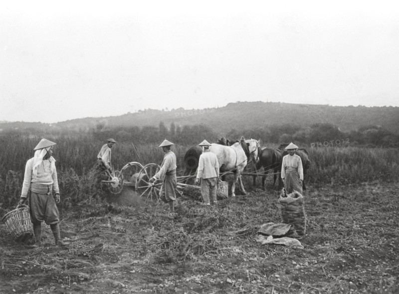 Tirailleurs Indochinois travaillant dans les champs français en 1916