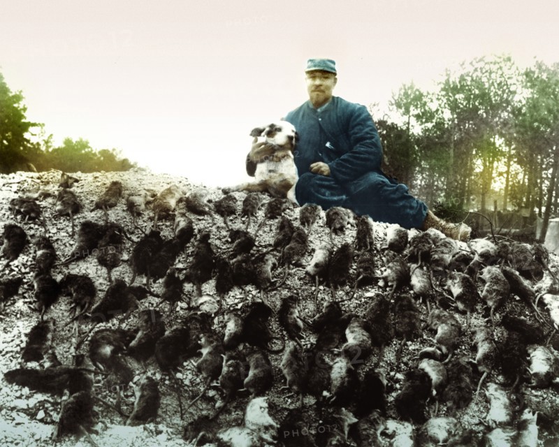 - L'extermination des rats sur le fronts - Le tableau de chasse grâce au chien - couleur lafon