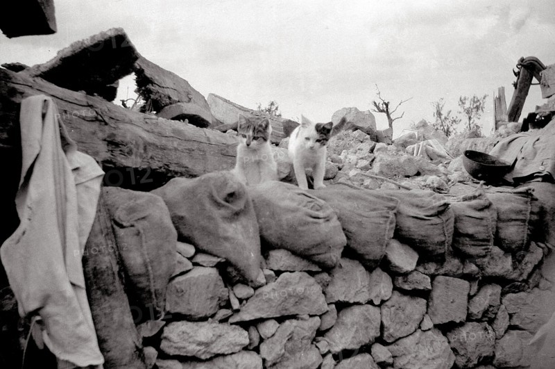 Battle of the Somme, 1916
