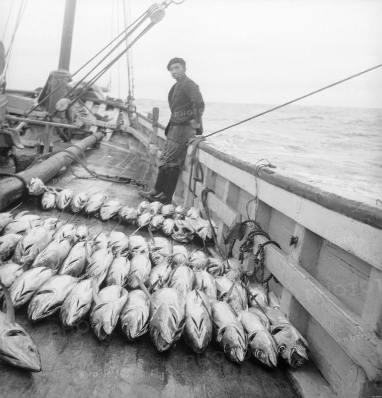 En septembre 1952, au Pays-Basque, un marin se tient sur le pont d'un chalutier derrière un alignement de thons qui viennent d'être pêchés.
