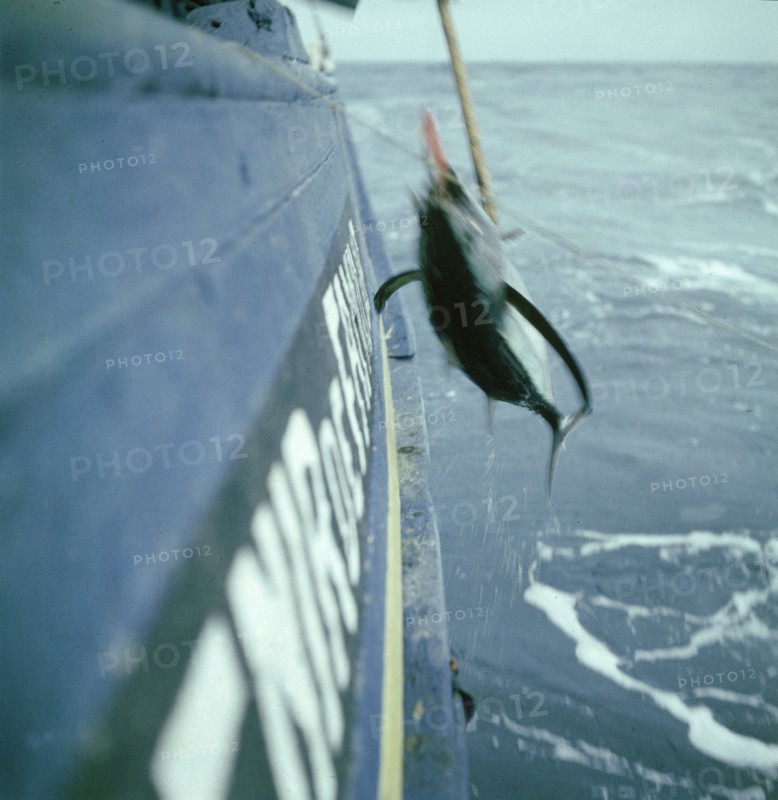 En août 1955, au large des côtes bretonnes en France, un thon pris à l'hameçon est hissé à bord de l'" Avenir de famille", dernier thonier à voile de Concarneau en service. L'hameçon double utilisé est composé du "bas-croc" servant à gaffer le poisson au sortir de l'eau et du "picot" destiné à le tuer en lui labourant le cerveau.