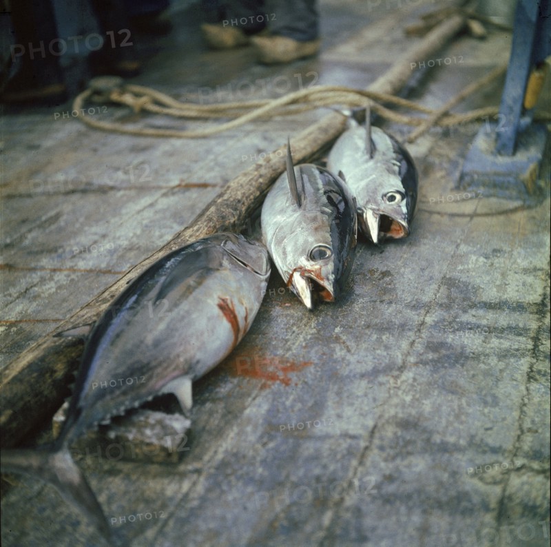 En août 1955, à bord du dernier thonier à voile de Concarneau, ces trois thons qui viennent d'être pêchés, gîsent sur le pont. Ils vont être vidés puis seront conservés dans la glacière du bateau avant d'être envoyés dans une conserverie où il seront conditionnés en boîtes.