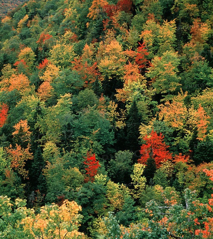 Indian summer in Canada