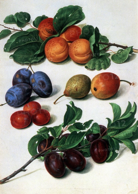 Fruit: Still life
