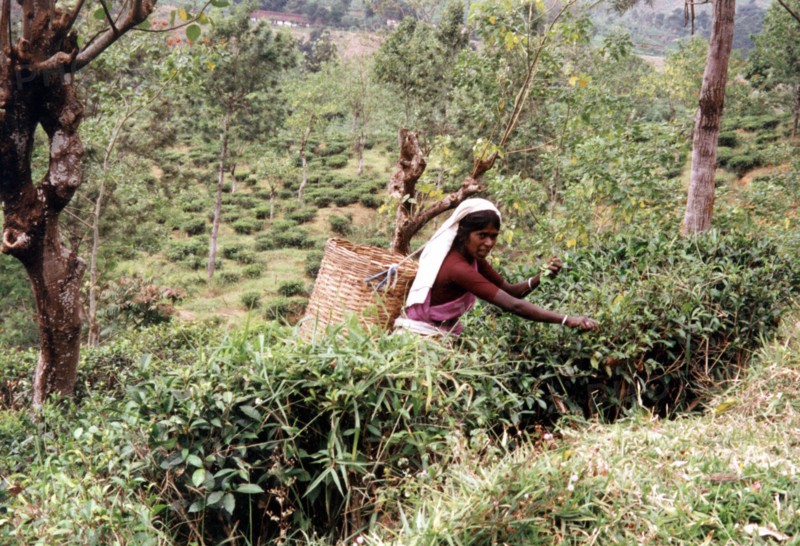 Thé, cueillette au Sri Lanka