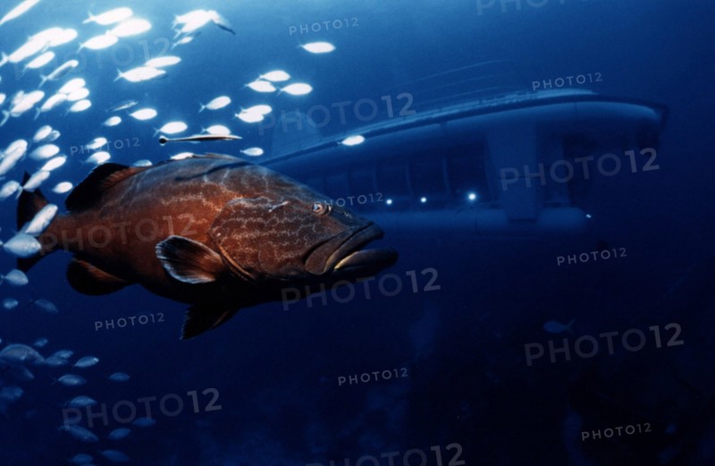 Touristic Submarine