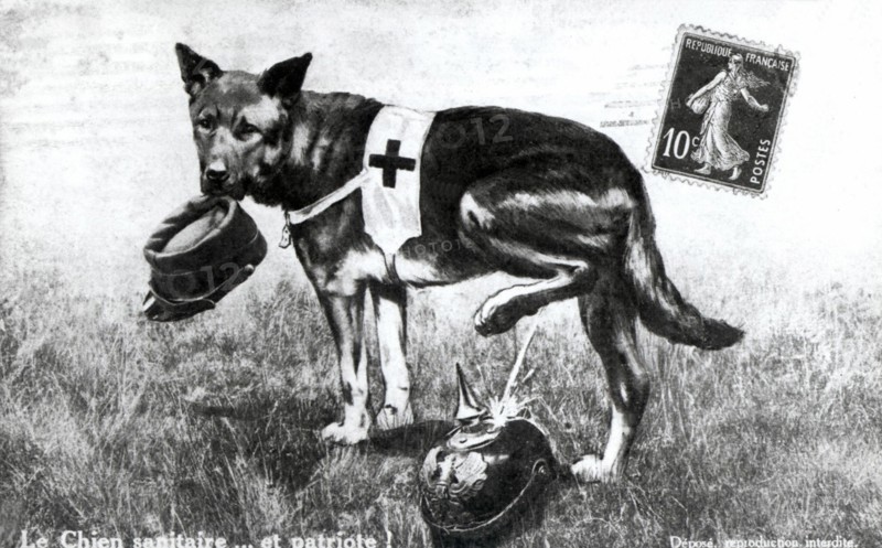 Chien sanitaire de la Croix Rouge