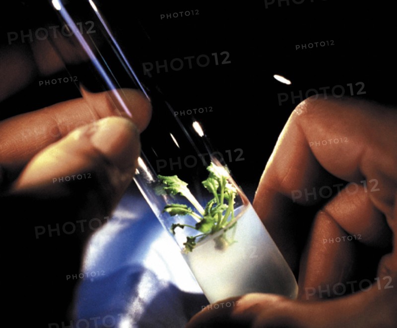 Culture in vitro