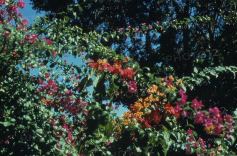 Clusters of Haitian flowers