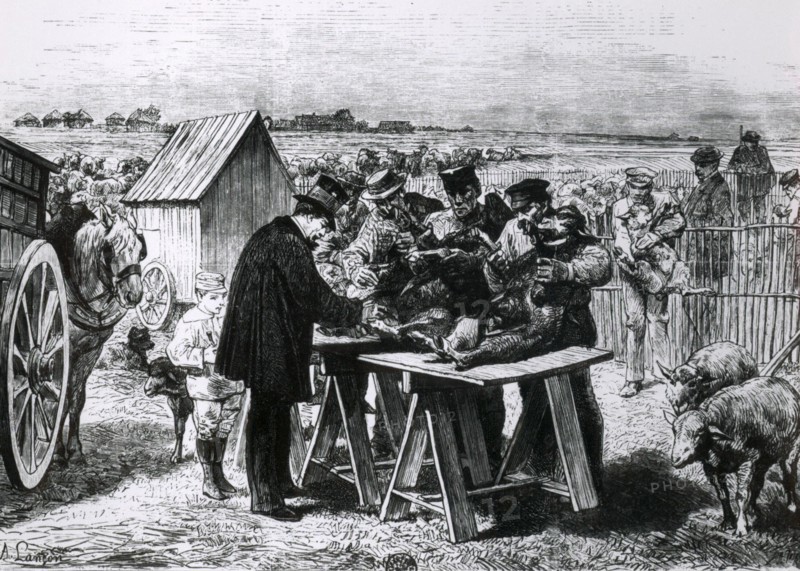 Sheep being vaccinated against Anthrax