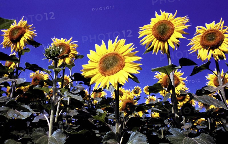 Sunflowers