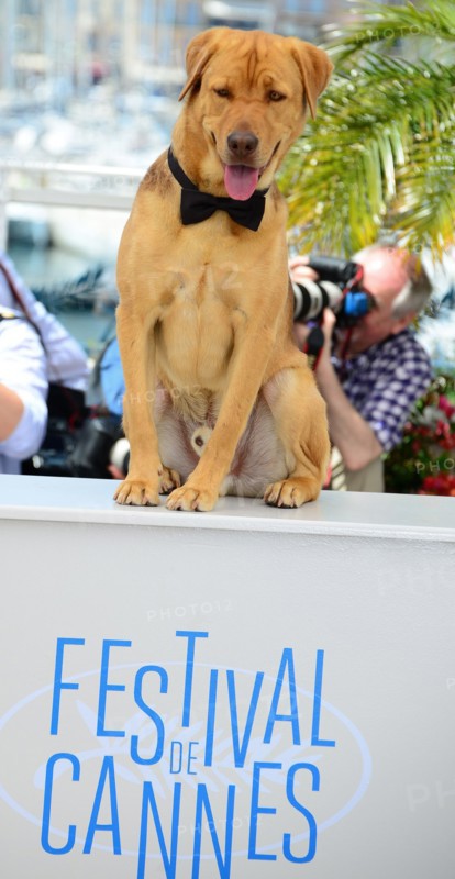 Equipe du film "Feher Isten", Festival de Cannes 2014