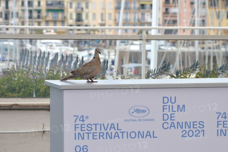 Photocall, 2021 Cannes Film Festival