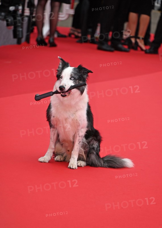 Le chien Messi