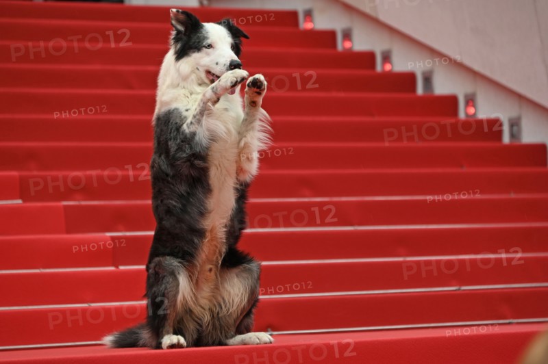 Le chien Messi