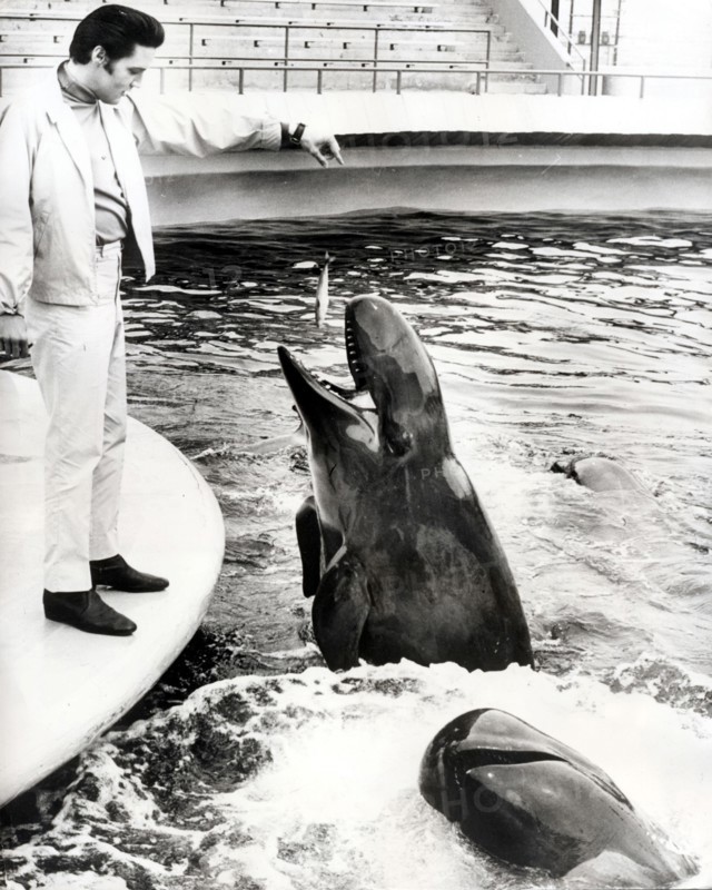 Elvis PRESLEY feeds a whale at SeaWorld Animal Park, San Diego