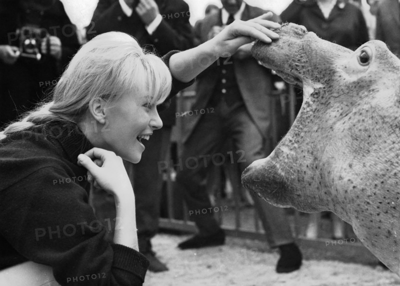Karin BAAL baptizes a hippopotamus, 1965