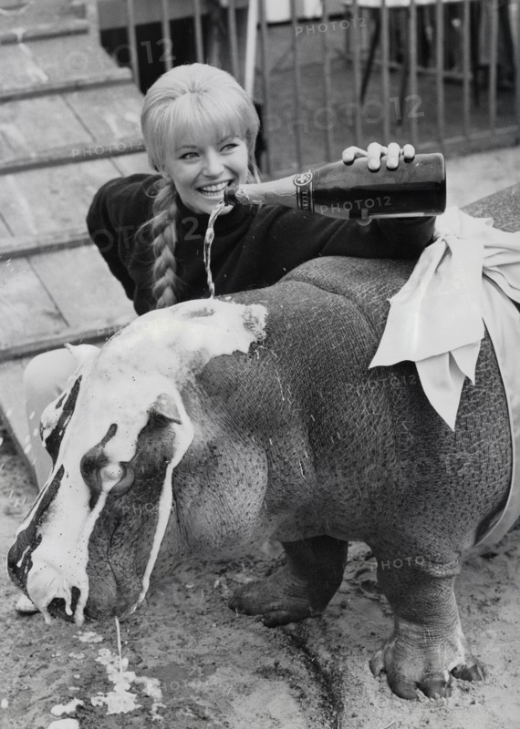 Karin BAAL baptizes a hippopotamus, 1965