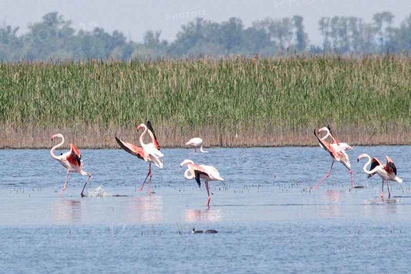Flamingoes in the Camargue France