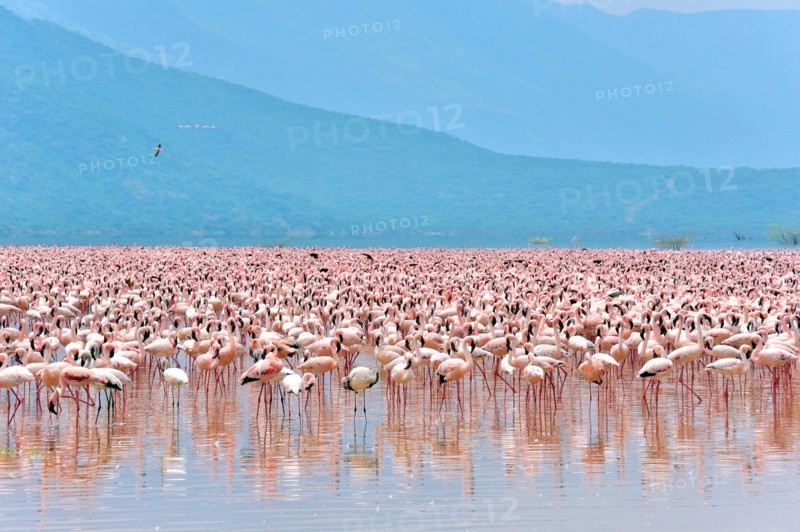 Huge Swarm of Lesser Flamingos, Phoenicopterus minor, at Lake Bogoria in Kenya