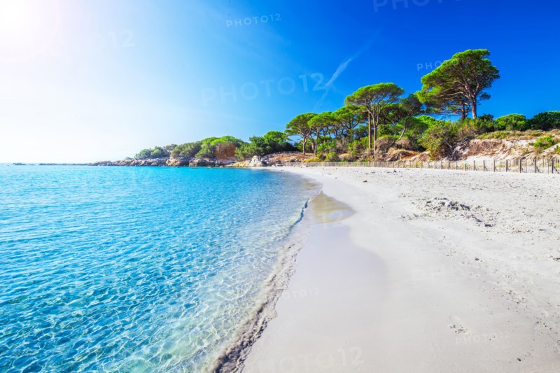 Sandy Palombaggia beach with pine trees and azure clear water, Corsica, France, Europe.