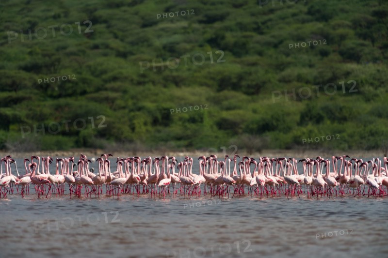 Lesser Flamingos (Phoenicoparrus minor) standing in lake Bogoria, Kenya