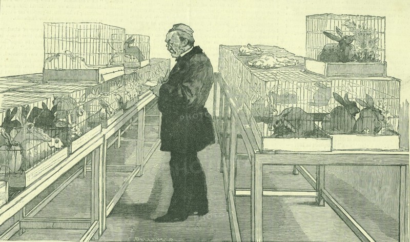 Louis Pasteur (1822-1895) French chemist, in his laboratory at the Ecole Normale, Paris, during his work on hydrophobia.  Around him are cages full of the rabbits he used during his experiments.  From 'The Illustrated London News',  London,  21 June 1884.