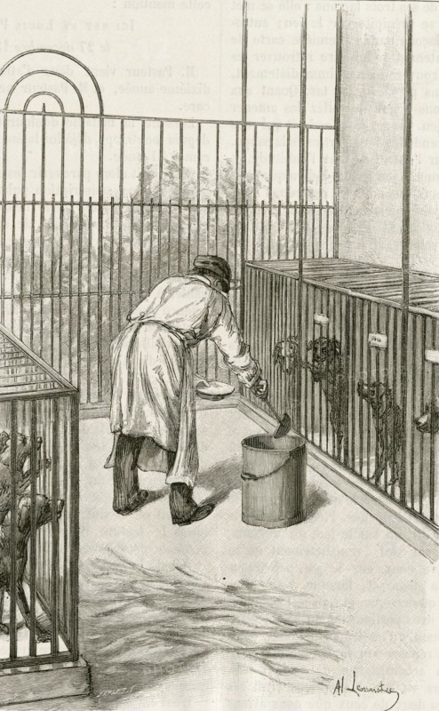 Laboratory animals at the Institut Pasteur, Paris, used during research ion hydrophobia (Rabies):  Drilling into  the brain rabbit.  Engraving, Pa;ris, 1873.
