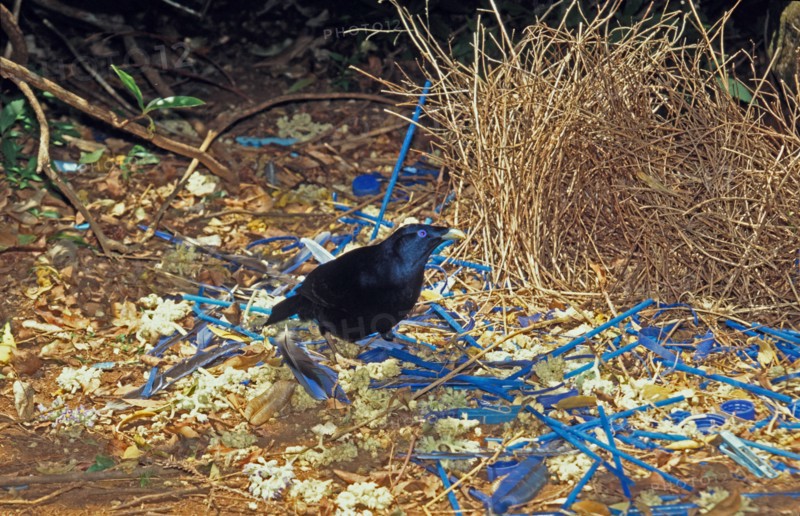 Satin Bowerbird Ptilonorhynchus violaceus Male at bower Lamington NP Australia S