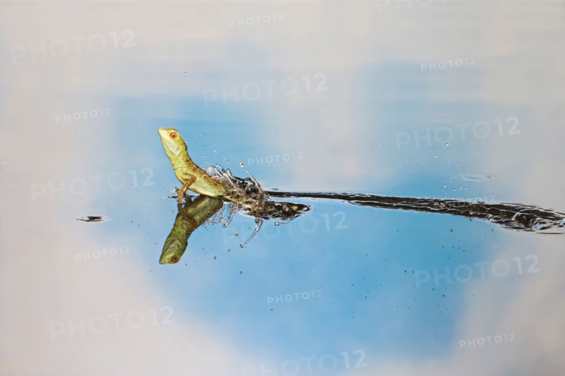 Green basilisk plumed basilisk crested basilisk Basiliscus plumifrons youngster running across water